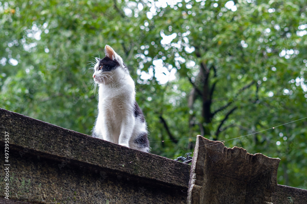 cat on a platform