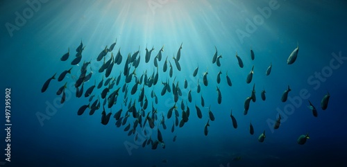 Underwater art - Schools of fish in rays of sunlight. From a scuba dive in the deep sea.