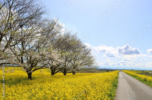 癒しの菜の花散歩道 春の渡良瀬 風景