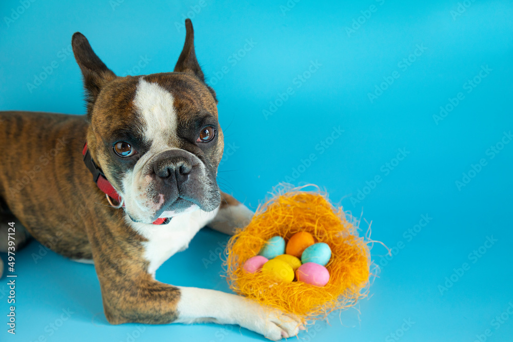 Funny Boston terrier congratulates on Easter with colored eggs on a blue background