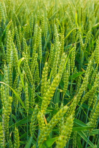 Wheat harvest.Green wheat. Wheat field . Production of flour products. Green ears. Spikelets of wheat close-up. 