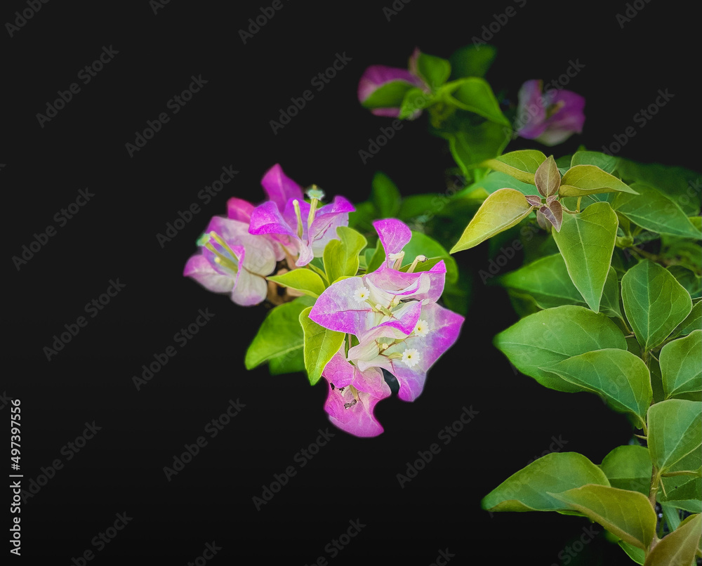 Obraz premium Flowers on black