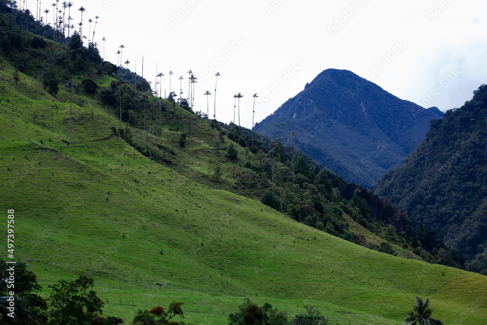 Obraz premium View of the beautiful cloud forest and the Quindio Wax Palms at the Cocora Valley located in Salento in the Quindio region in Colombia.