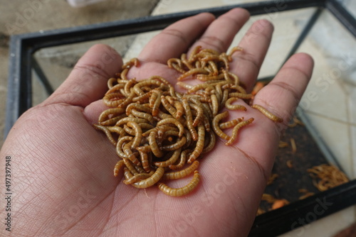 The hand holding the Hong Kong caterpillar.