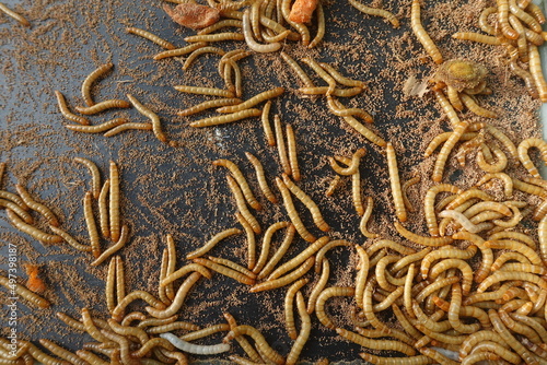 Hong Kong caterpillars are larvae of the metamorphosis process of small beetles © Arief Budi Kusuma