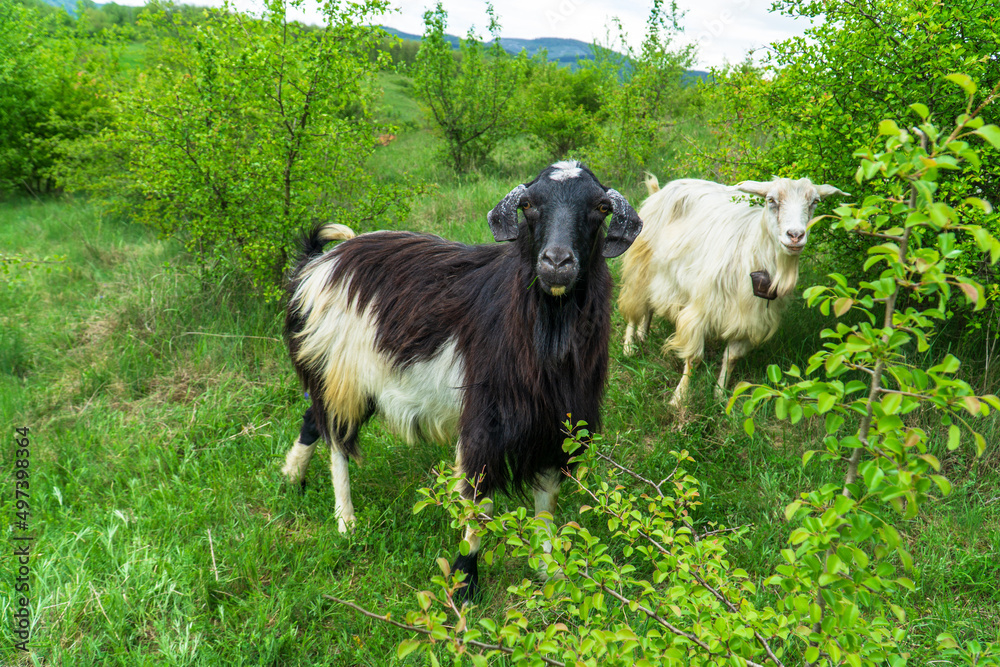 landscape with goats