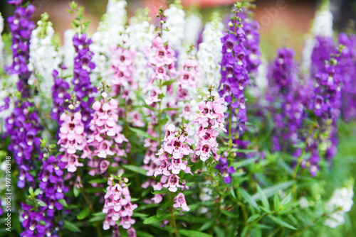 Fototapeta Naklejka Na Ścianę i Meble -  Beautiful flowers purple pink white in pot, Colorful Angelonia flowers in the nature flower garden, summer snapdragon