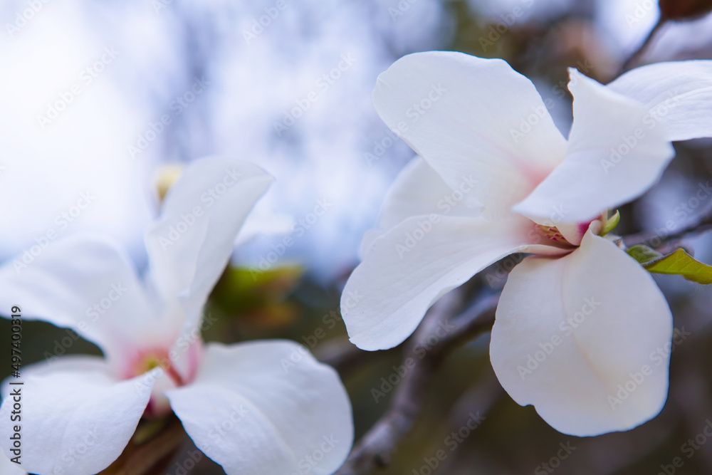 モクレンの花のクローズアップ
モクレンの花のクローズアップ