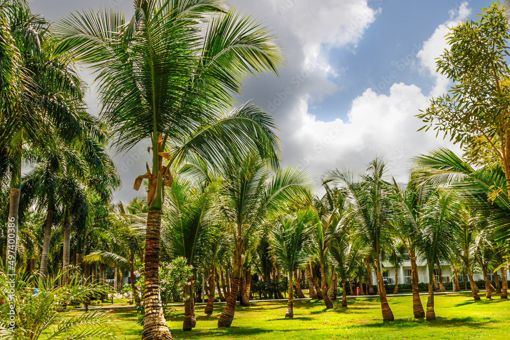 Park with palms in the Dominican Republic, Punta Cana