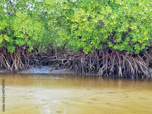 GREEN TREES AND PLANTS