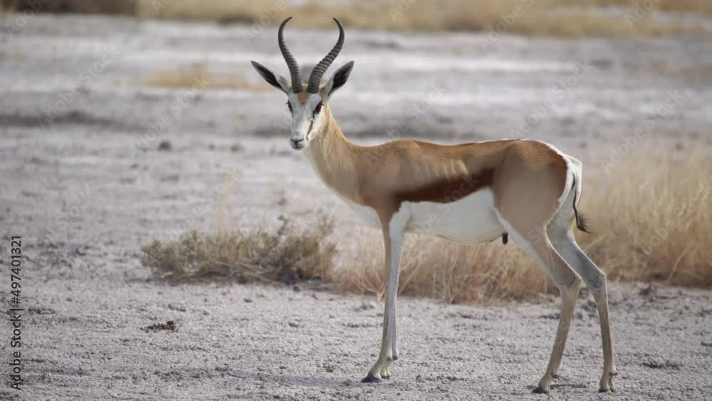 Springbok antelope in the wild. Safari in Africa, African savannah wildlife. Springbok antelope in the wild. Safari in Africa, African savannah wildlife.
