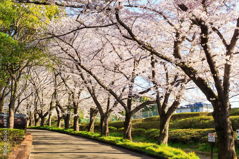 桜 桜