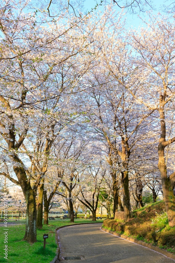 Naklejka premium 桜