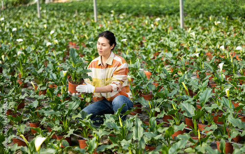 Focused Asian female gardener working in hothouse  checking growing of flowering calla bushes in pots