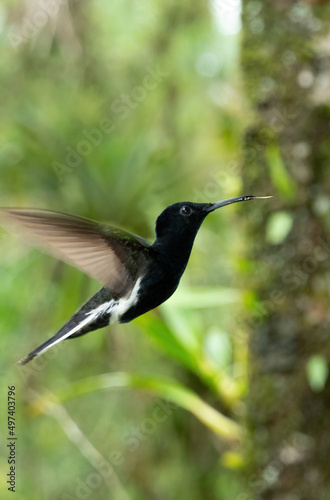 Obraz na plátně Beija-flor preto e branco, tipico da mata atlântica brasileira