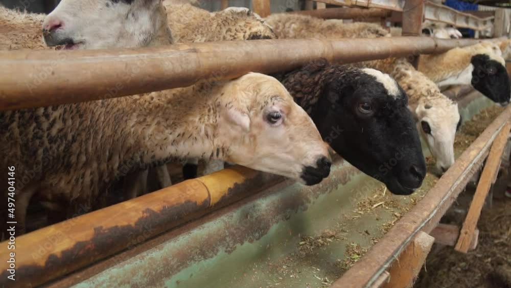 Integrated sheep farm for high quality lamb production