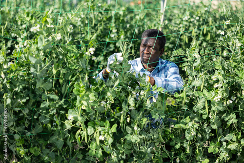 African-american man grower working in greenhouse, tending plants.