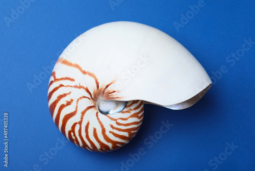 Nautilus shell on blue background, top view
