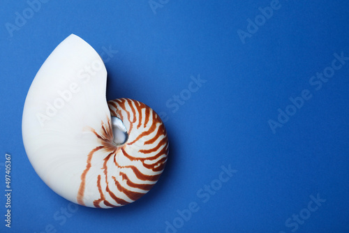 Nautilus shell on blue background, top view. Space for text