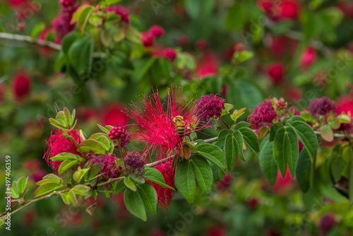 Red flowers in the garden