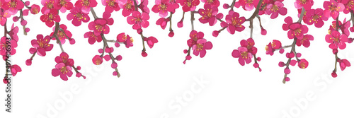 梅の花の水彩イラスト