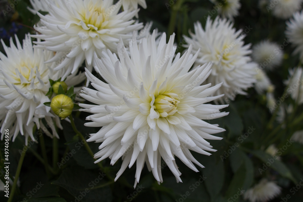 The view of white chrysanthemums in bloom.
