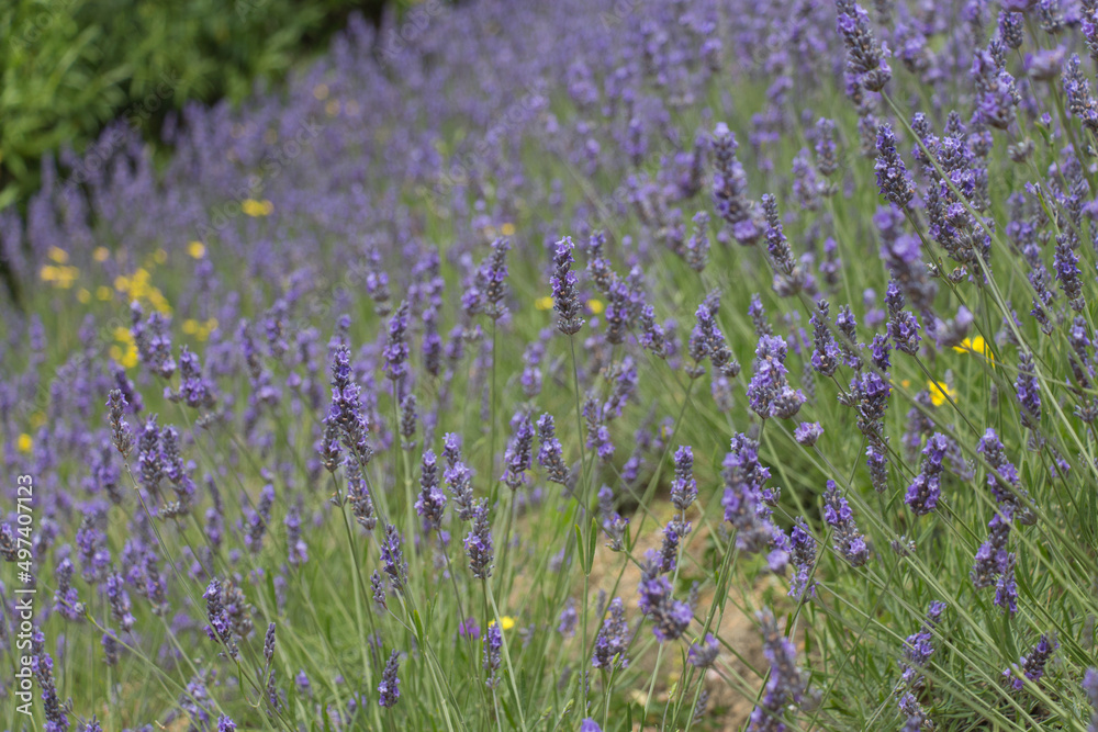 Lavender field in bloom, blue flowers background.