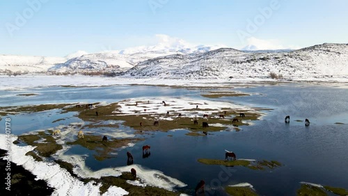 Wild horses in winter snowy weather in Kayseri, aerial shot
