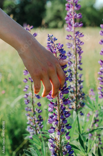 Fototapeta Naklejka Na Ścianę i Meble -  The hand of a young man touches the flowers of lilac lupins 