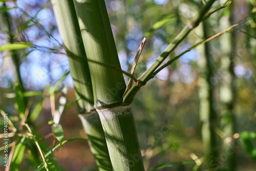 St  ngel eines Bambus in einem kleinen Bambuswald in einem Garten in Deutschland