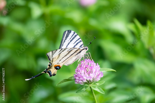 Beautiful Butterfly Scarce Swallowtail, Sail Swallowtail, Pear-tree Swallowtail, Podalirius. Latin name Iphiclides podaliriu. Butterfly collects nectar on flower. © Dmitrii Potashkin