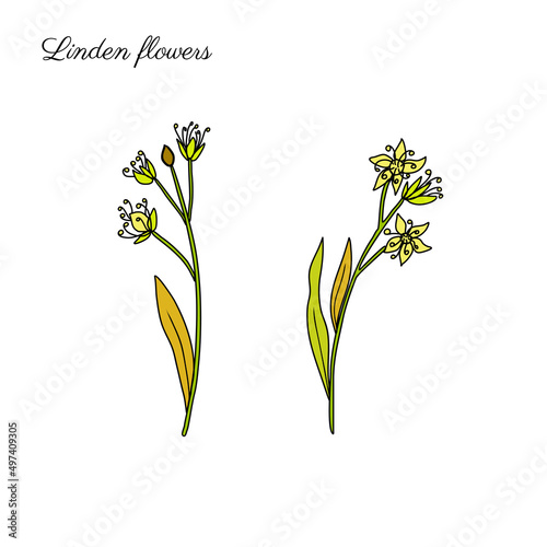 Linden flower sprig, decorative graphic blossom basswood vector hand drawn ink illustration isolated on white, colorful honey flower and leaf, doodle sketch for design herbal tea, cosmetic