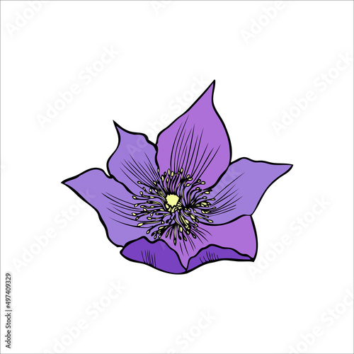 Lumbago meadow, Pulsatilla flower ink sketch, Vector Pasque flowers isolated on white, floral illustration, Botanical drawing of Perennial poisonous flowering plant for design medicine