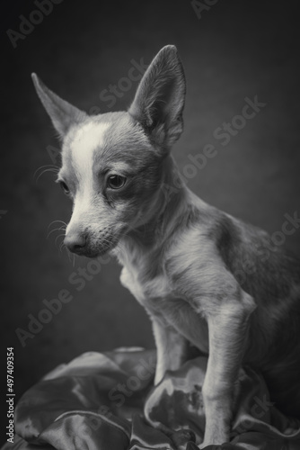 black and white chihuahua dog portrait