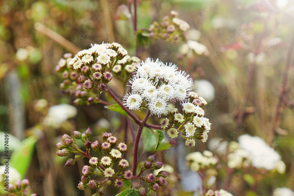 White bouquet of Anaphalis margaritacea flowers (pearly everlasting) with blur brown subalpine meadow plant background.