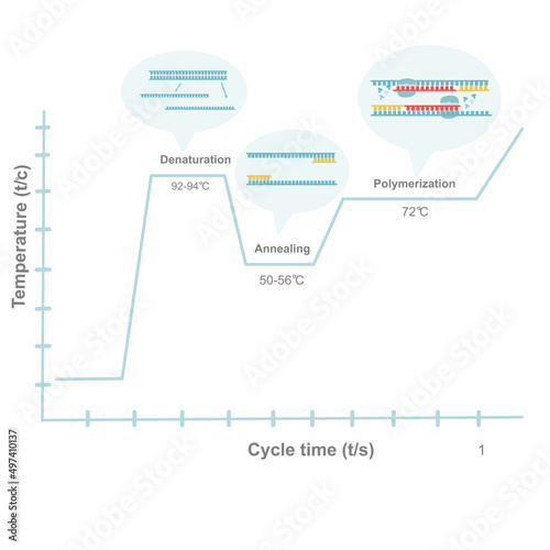 A graph represents the correlation between temperature and cycle time of importance reaction that occurs in amplifying the DNA of PCR steps (Denaturation, annealing and polymerization)  
