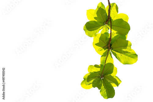 Terminalia catappa leaves isolate on white background, nature background, summer outdoor day light photo
