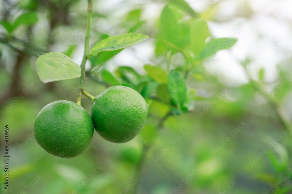 Green lemons on a tree in the garden natural citrus fruit concept. Green lemons on a tree in the garden natural citrus fruit concept.