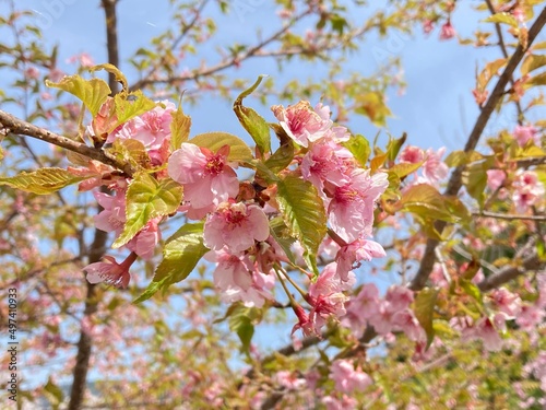 美しい葉桜