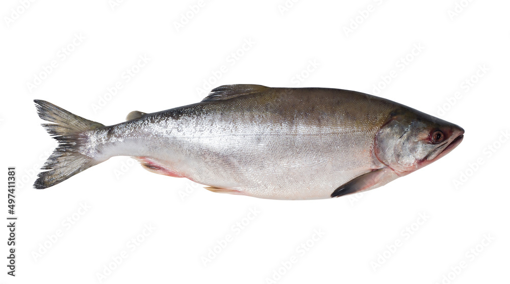 Fresh salmon fish on a white background. Studio photography. View from above Fresh salmon fish on a white background. Studio photography. View from above