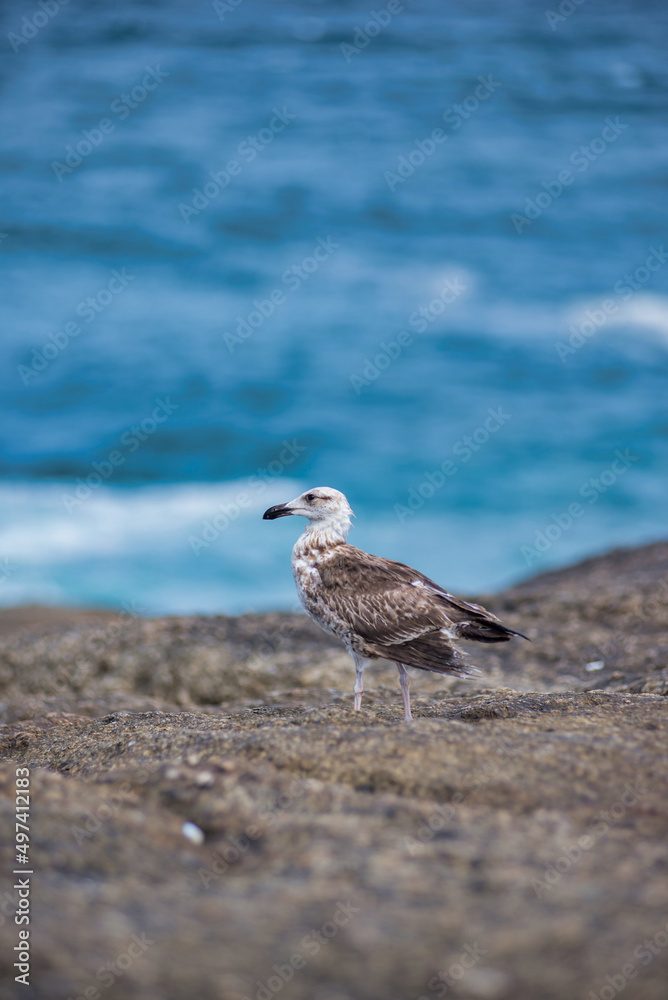 Obraz premium seagull on the beach