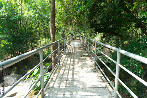 bridge in the forest