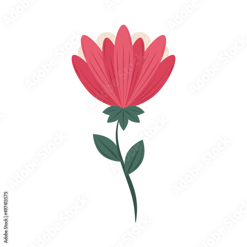 flower on white background