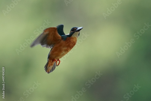 kingfisher in the pond