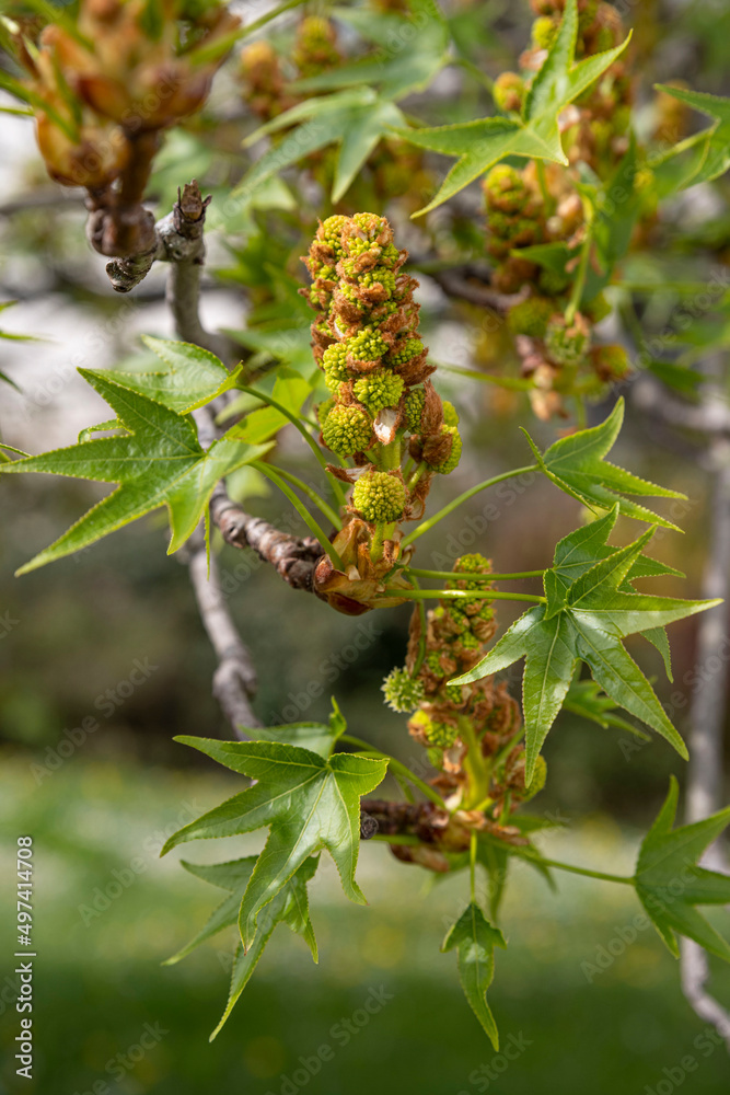 Close-up of liquidambar tree buds in spring Close-up of liquidambar tree buds in spring