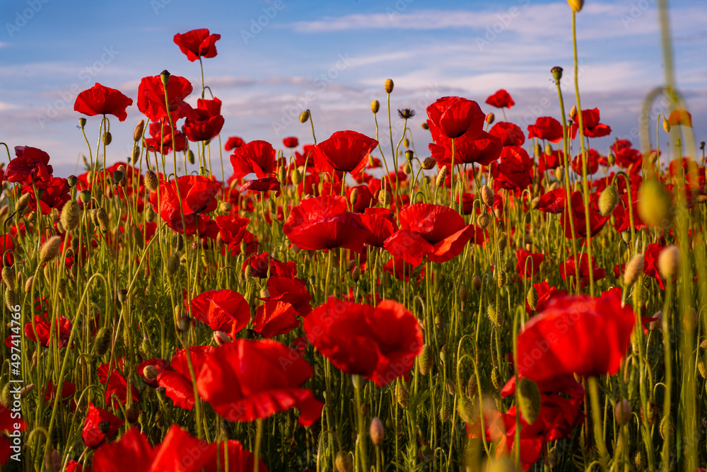 Obraz premium Red poppies. Poppy field in full bloom against sunlight. Remembrance day, Anzac Day. Poppy flower field. Summer and spring, poppy seed.