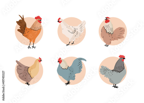 hand drawn chicken collection