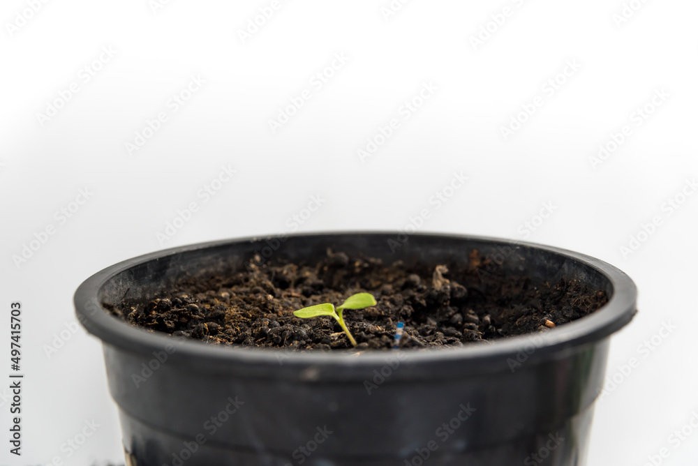 plant growing in pot, white background, gardening concept, earth day plant growing in pot, white background, gardening concept, earth day