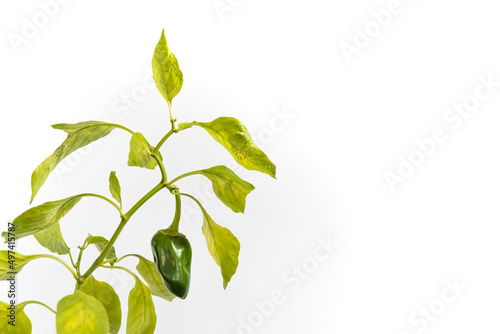 Wallpaper Mural bell pepper plant, copy space, food concept, health and wellness, health and well-being Torontodigital.ca