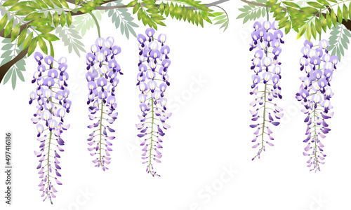 The wisteria